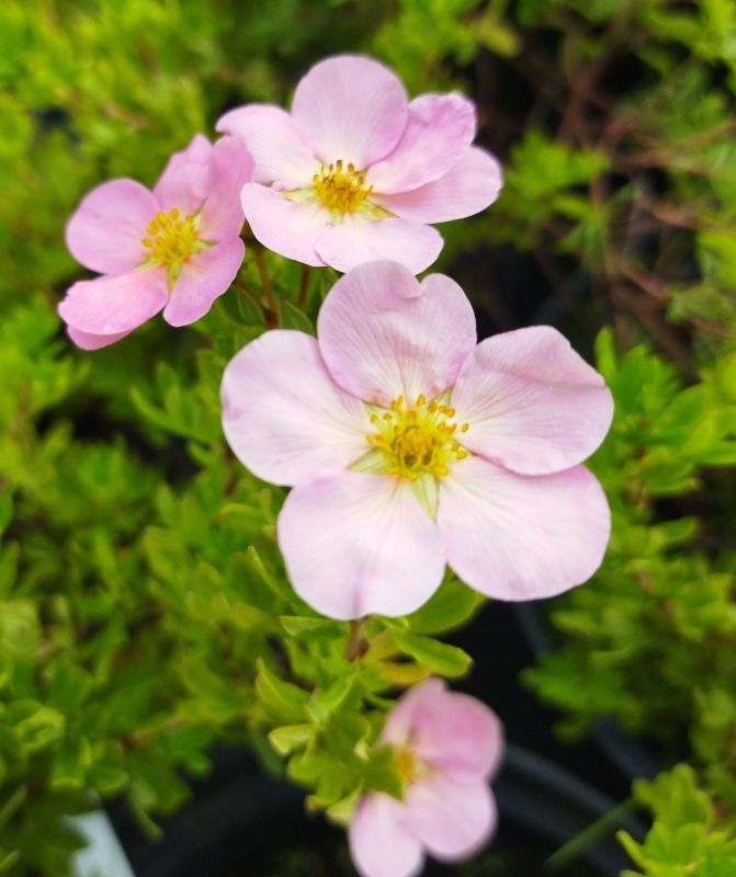 Лапчатка кустарниковая 'Lovely Pink' (С3, 020-040)