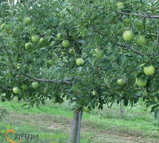 яблоня симиренко Яблоня Симиренко