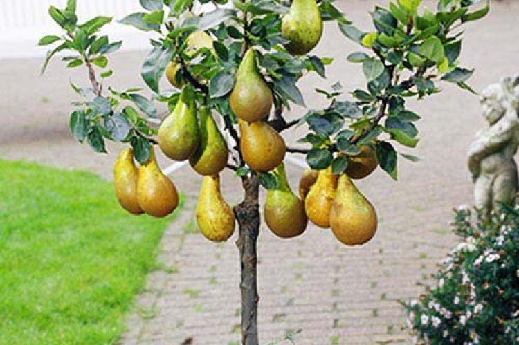 груша даликор Груша Даликор