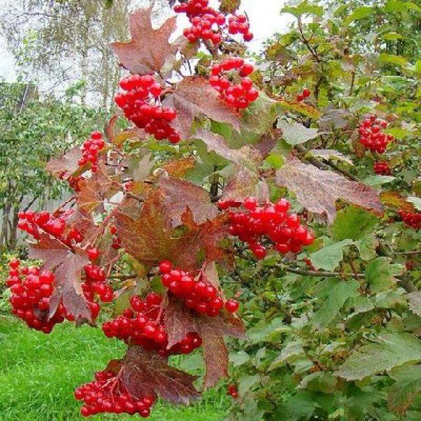 калина зарница Калина Зарница