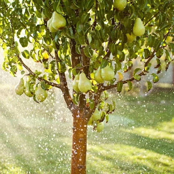 груша видная Груша Видная