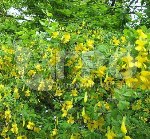 Карагана древовидная (С3, 040-060)