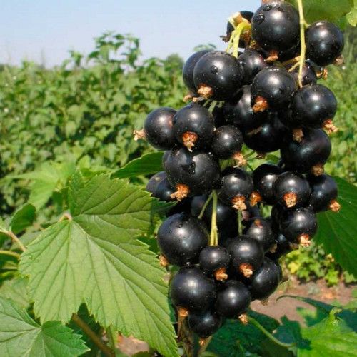 смородина черная багира Смородина черная Багира