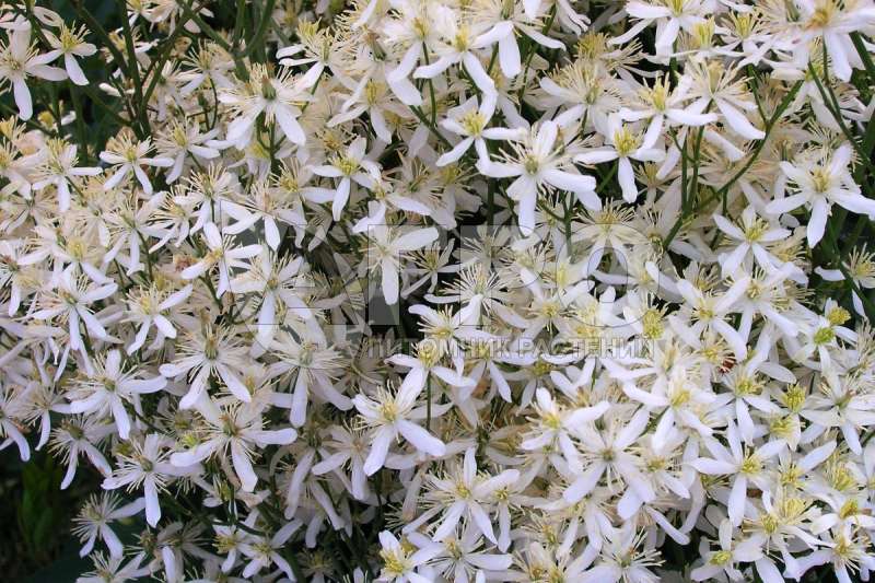 Клематис маньчжурский (С3, 040-060)