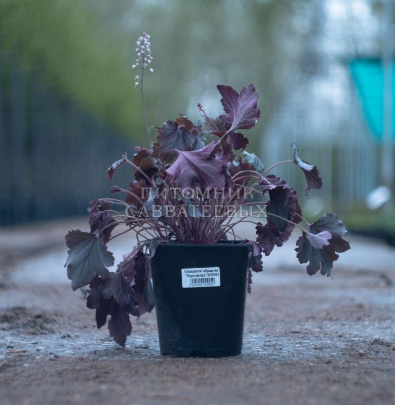 Гейхера гибридная  "Плум каскад" С3