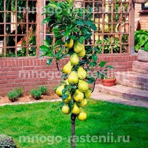 груша медовая Груша Медовая