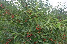 вишня эрди ботермо Вишня Эрди Ботермо