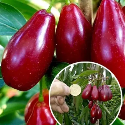 Кизил "Элегантный"