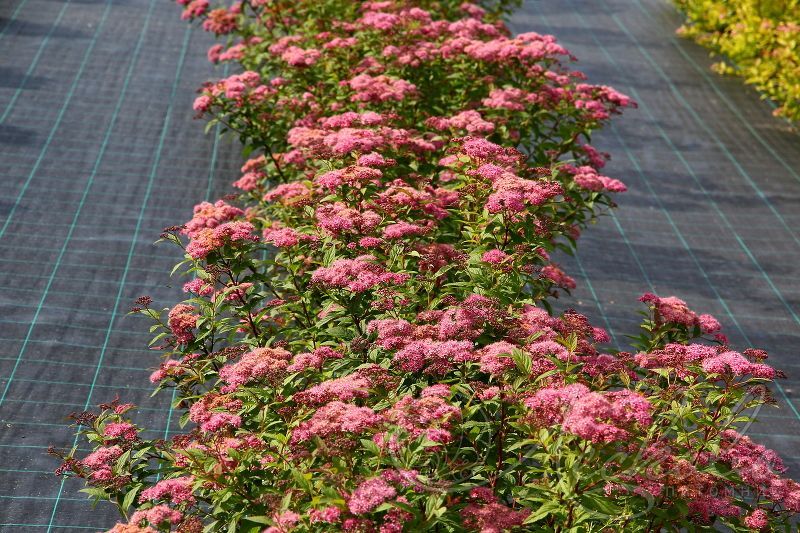 Спирея японская 'Zigeunerblut' (С3, 020-040)