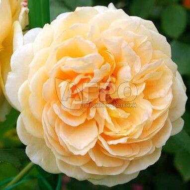 Роза Английско-парковая Чарльз Остин, Абрикосовая (С3-С4)