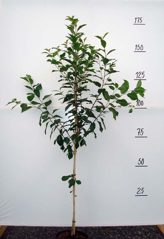 вишня памяти вавилова Вишня Памяти Вавилова