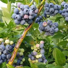 саженцы голубики, возраст 3 года с2 либерти Саженцы голубики, возраст 3 года С2 Либерти