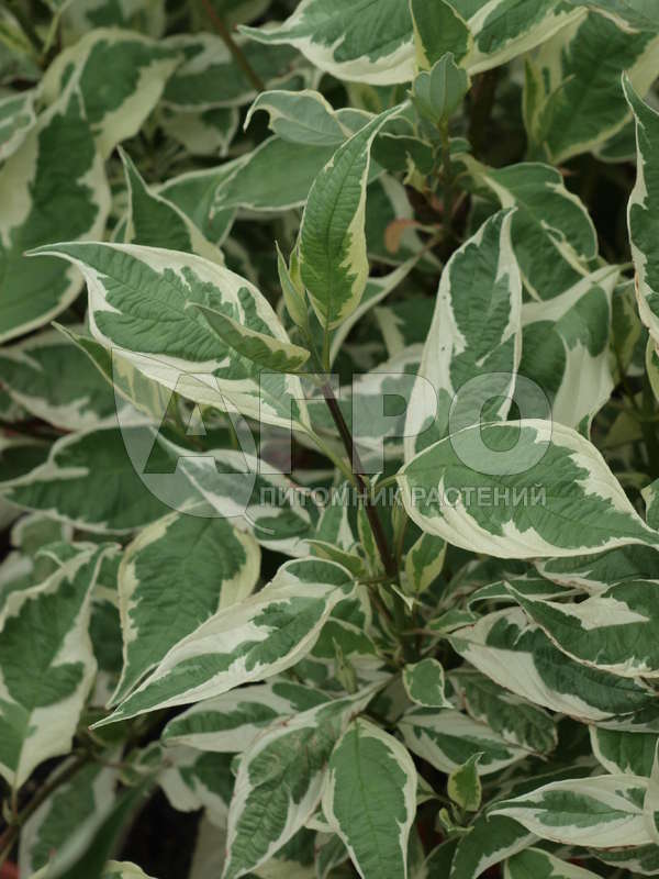 Дерен белый 'Elegantissima' (С10, 080-100)