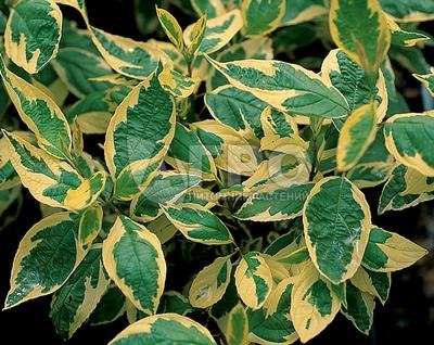 Дерен белый 'Elegantissima' (С3, 040-060)