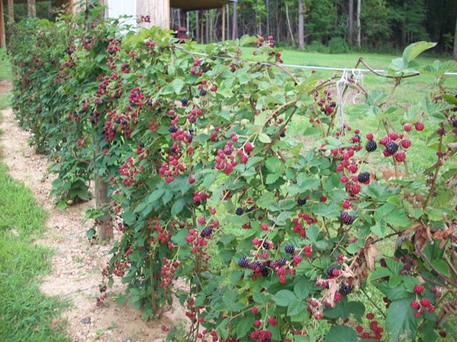 ежевика торнфри Ежевика Торнфри