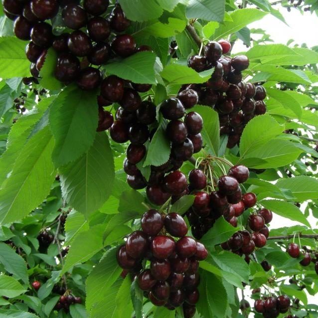 черешня народная сюбаровой Черешня Народная Сюбаровой