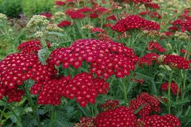 Тысячелистник обыкновенный 'Red Velvet' (С1.5)