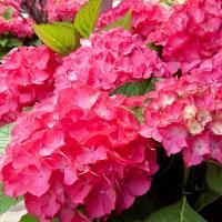 Гортензия крупнолистная "Selma" (Сельма)