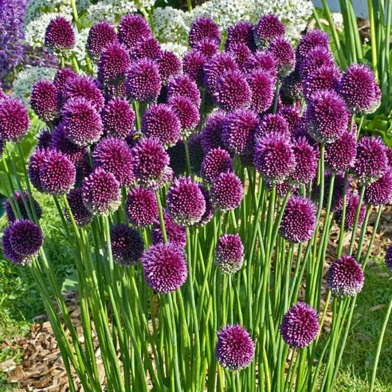 Лук круглоголовый