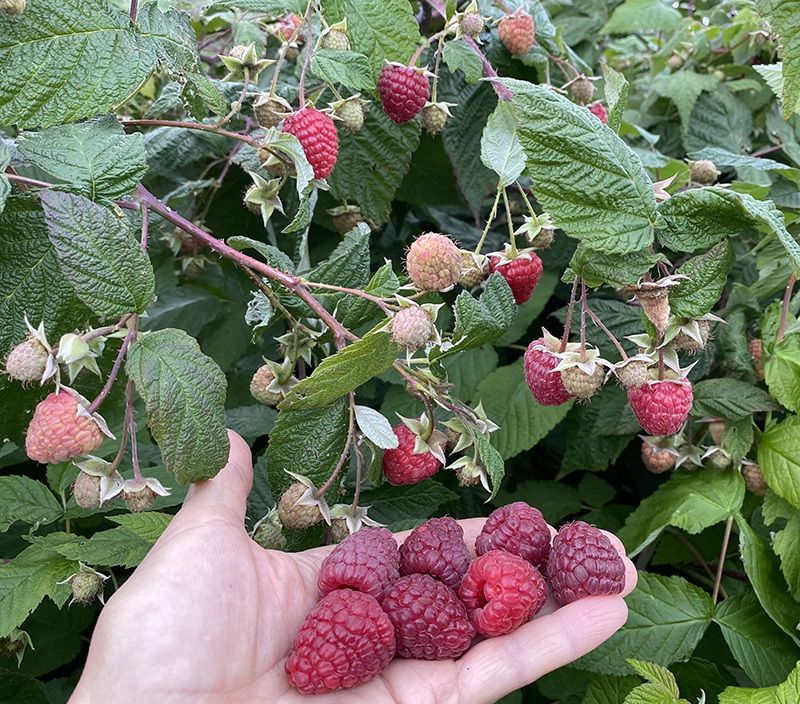 малина геракл Малина Геракл