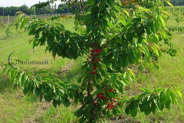 черешня брянская розовая Черешня Брянская розовая