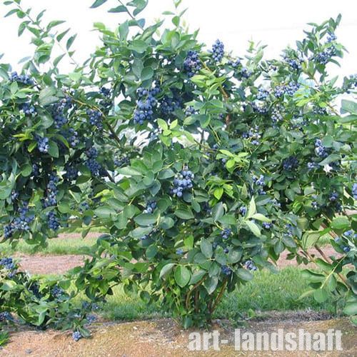 Голубика Блюджей