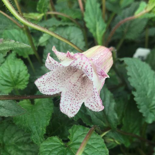 Колокольчик точечный (С2-С3)