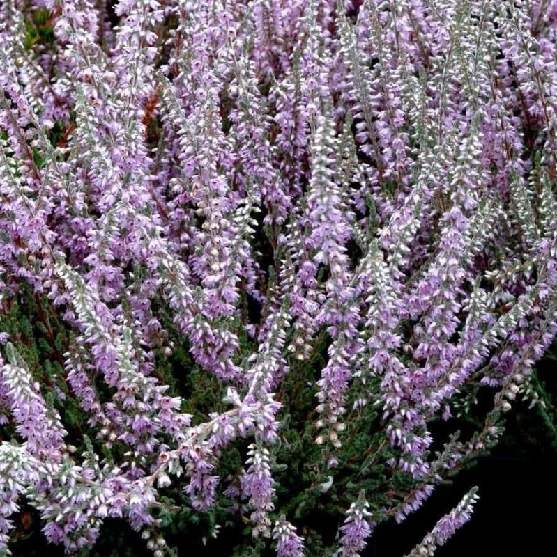 Вереск обыкновенный 'Silver Knight' (С3, 010-020)