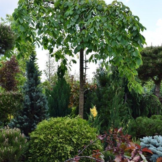 смородина алая зорька Смородина Алая зорька