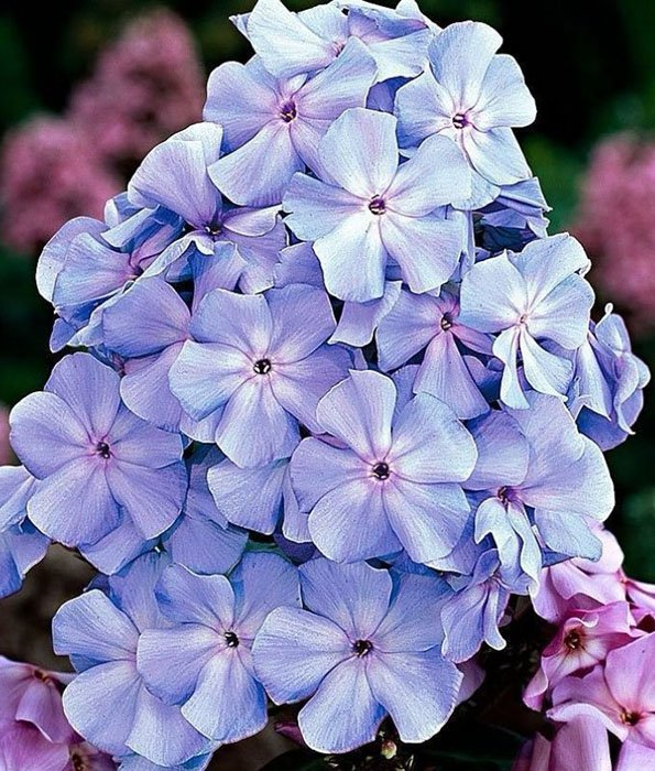 Флокс метельчатый 'Blue Boy' (С1,5)