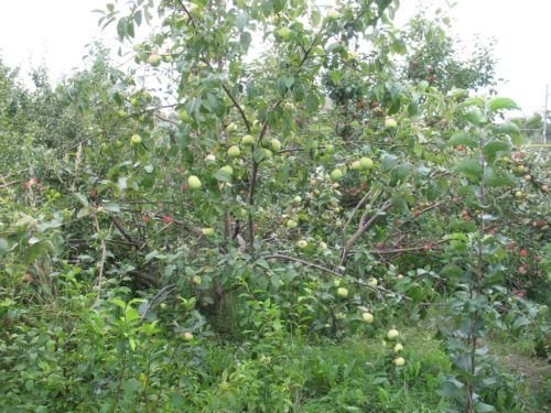 яблоня синап орловский Яблоня Синап Орловский