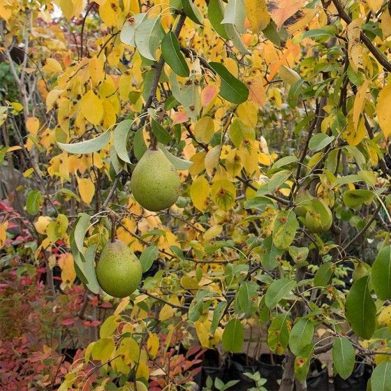 груша талгарская красавица Груша Талгарская красавица