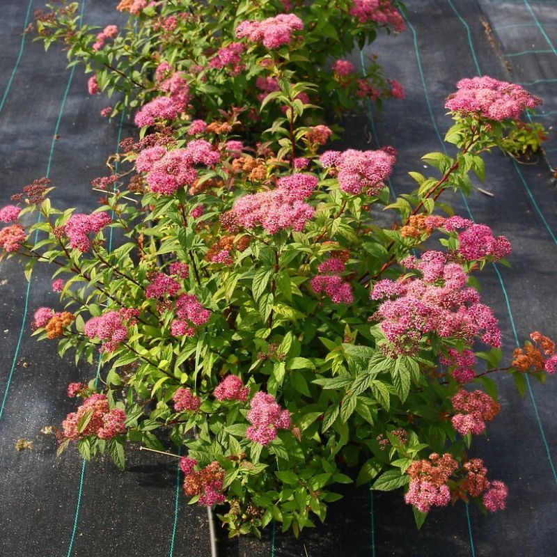 Спирея японская 'Froebelii' (С3, 020-040)