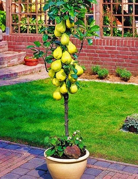 груша сапфира Груша Сапфира