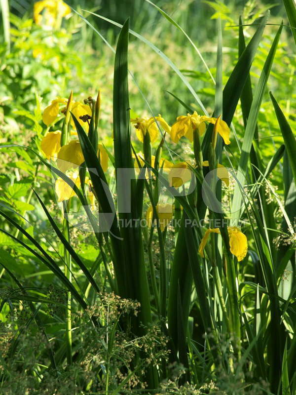 ирис аировидный (с2-с3) Ирис аировидный (С2-С3)