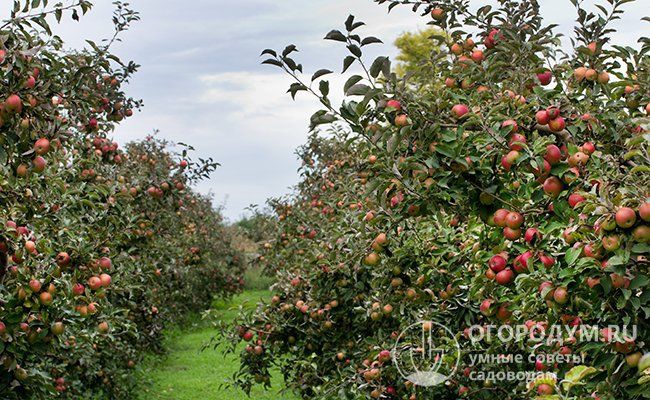 яблоня айдаред Яблоня Айдаред