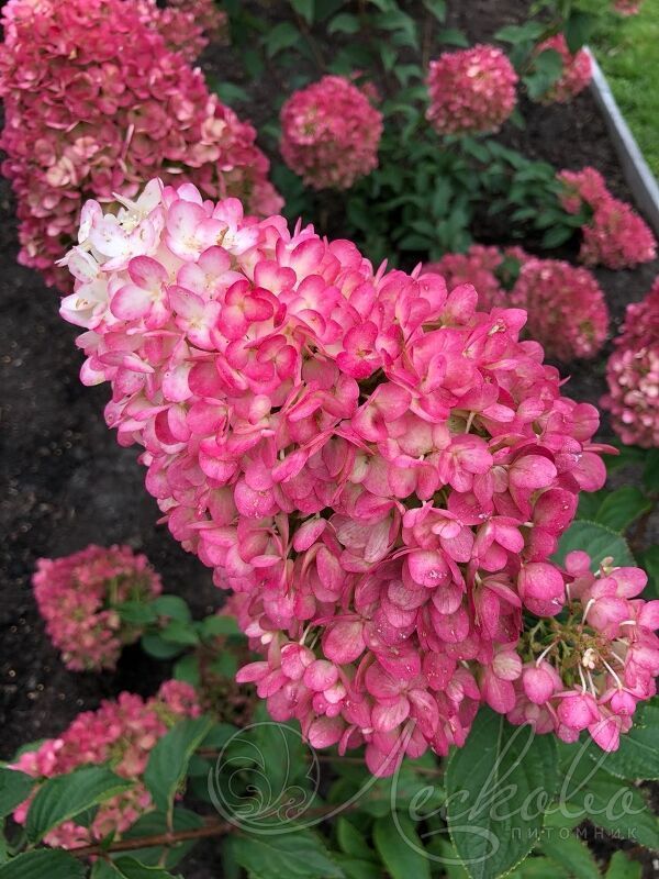 Гортензия метельчатая 'Strawberry Blossom' (С7-10, 080-100)