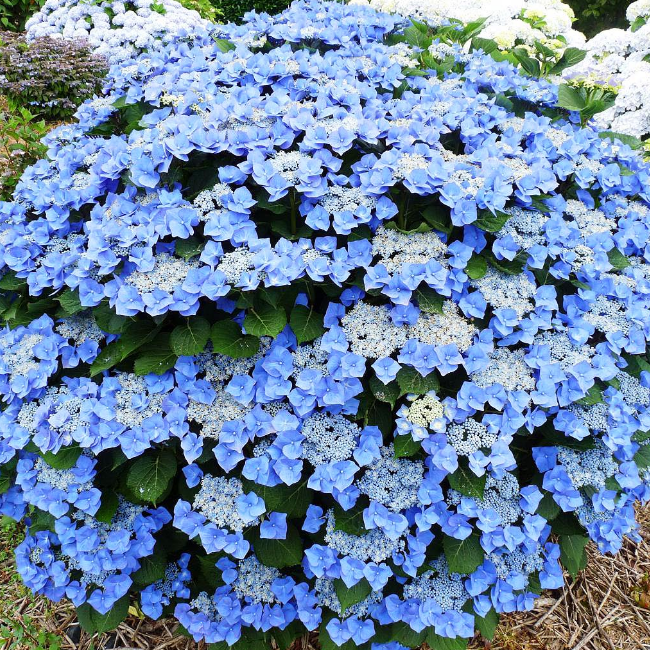 Гортензия крупнолистная "Teller blue" (Теллер Блю)