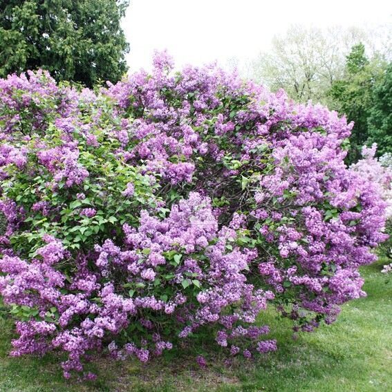 Сирень гиацинтовая "Pocahontas" (Покахонтас)