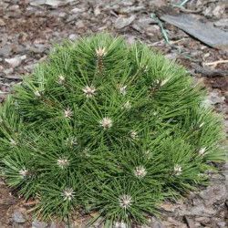 Сосна черная Мар Брегон/Pinus n. Marie Brego С10