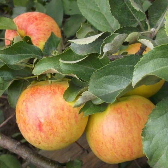 Яблоня Коричное полосатое