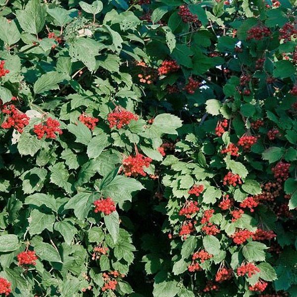 калина шукшинская Калина Шукшинская