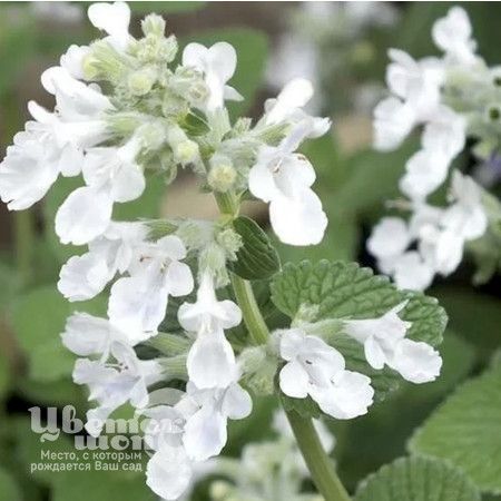 Котовник Фассена 'Snowflake' (С1.5)