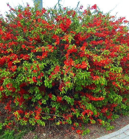 айва великолепная "crimson and gold" Айва великолепная "Crimson and Gold"