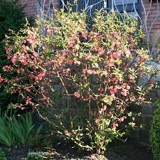 айва пинк леди Айва Пинк Леди