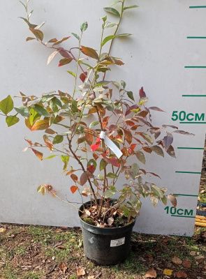 Саженцы голубики, возраст 4 года С7,5 Дюк