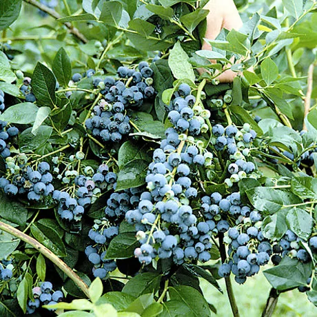 Саженцы голубики, возраст 4 года С10 Чандлер