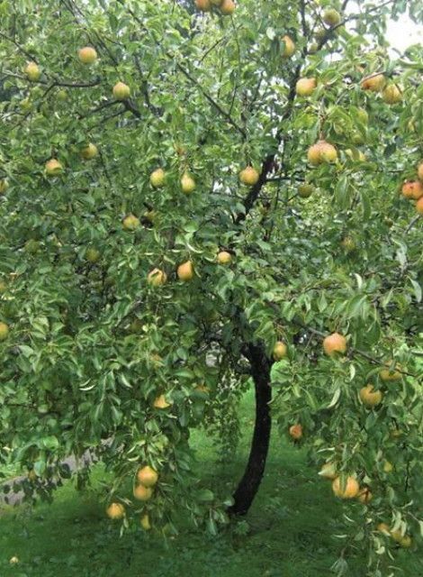 груша любимица яковлева Груша Любимица Яковлева