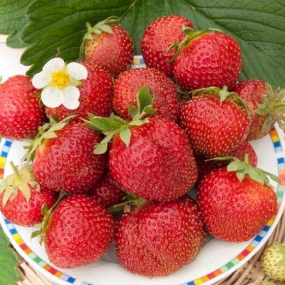 Земляника Эльвира