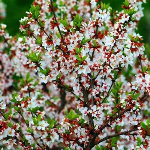 вишня красавица Вишня Красавица